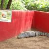 Siamese Crocodile at Guindy National Park in Chennai...