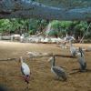 Cranes at Guindy National Park in Chennai...