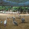 A group of Cranes at Guindy National Park in Chennai...
