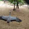A Crane spread their wings at Guindy National Park in Chennai...