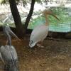 A bird farm at Guindy National Park in Chennai...
