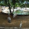 Small pond for the birds at Guindy National Park in Chennai...