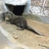 Otter - Guindy National Park in Chennai...