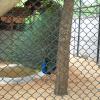 Peafowl in cage at Guindy National Park in Chennai...