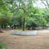 Tree at circular area in Guindy National Park in Chennai...