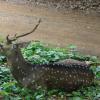 A male spotted Deer at National Park in Chennai...