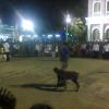 Dog Show (Trade Fair) Chennai - Tamil Nadu