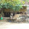 Dairy Cow farm at Thiruvottiyur in Chennai...