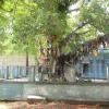 A prayer tree at Thiyagarajaswamy temple at Tiruvottiyur in Chennai...