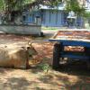 A Bull with cart at Thiyagarajaswamy temple at Tiruvottiyur in Chennai...