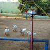 Ducks at Sanmuganar Poonga at Tiruvottiyur in Chennai...
