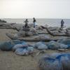 Fishing nets and Catamarans view at Tiruvottiyur kuppam in Chennai...