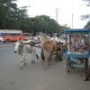 A Bull cart view at Ashock Nagar near Udhayam theatre in Chennai...