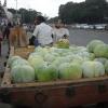 Pumpkin cart view at Ashok Nagar road in Chennai...