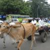 Bull cart at Ashok Nagar road side in Chennai...