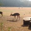 The deer at IIT Campus, Guindy