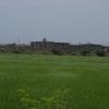 Green Paddy field at Thiruneermalai  in Chennai...