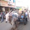 Bullock cart carrying heavy materials at Mannady street in Chennai...