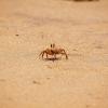A Scorpion on the beach at Marina - Chennai...