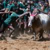 Youngsters participating in Jallukattu Bull Taming competition