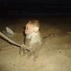 A Monkey at Marina Beach in Chennai