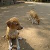 Street Dogs Waiting for Food in Chennai
