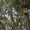 Forest Staff Making Home for Birds in Chennai