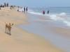 Dog Relaxing On Besant Nagar Beach, Chennai