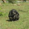 Gorilla posing for photograph in Vandalur Zoo