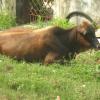 Cow relaxing after its duties in Madipakkam
