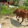 Got bored of its shed, a cow entering a house in Madipakkam
