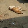 Sleeping peacefully after hectic work in Madipakkam Main Road