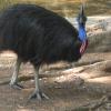A Bird posing in Vandalur Zoo