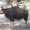 Coexistence - A Bison taking rest in shade at Vandalur Zoo