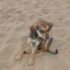Puppy in search of food - Marina Beach