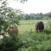 Cows in the fields in Chetpet