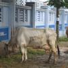 Cows tied on a Wall, Chetpet, Tiruvannamalai District