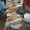 Dry Fish Market in Poompuhar Beach