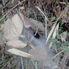 Funnel Spiders Everywhere in Forest of Bhadra Wildlife Sanctuary