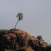 Lonely Palm at Gokarna