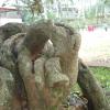 Big tree roots at Horslety Hills Park, Hyderabad