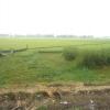 View of Green Paddy Field, Chittoor