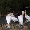 Birds in VOC Park - Coimbatore