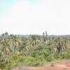 Coconut Plantations, Cuddalore