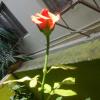 The Rose, Tirupadiripuliyur