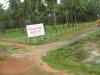 Coconut Farm in Monisha Garden - Cuddalore
