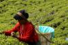 Labour plucking Tea Leaves - Darjeeling Tea Estate