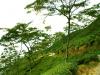 Darjeeling - Land of Tea Garden