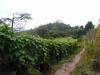 Typical pathway on the fields - Darjeeling
