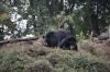 Tired looking bears at Darjeeling Zoo 